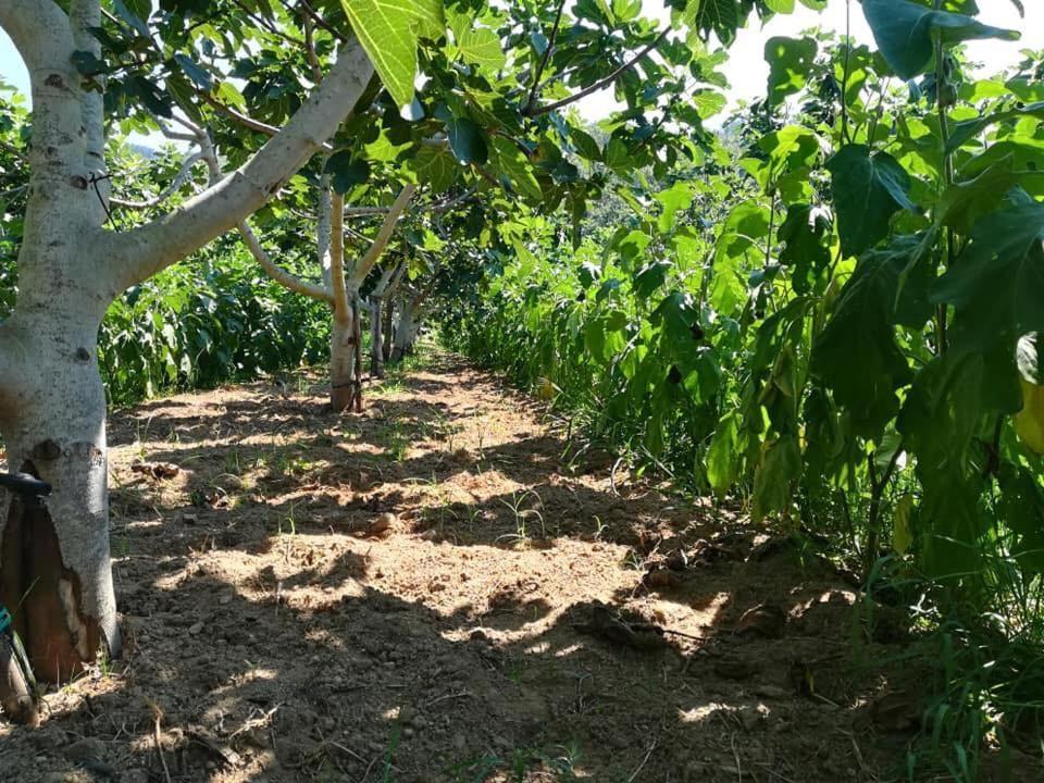 Il Cerro Agriturismo Zagarese Fuscaldo Kültér fotó